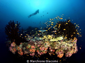Dharavandhoo. Acquario
Nikon D800E , 16mm , two sea and ... by Marchione Giacomo 